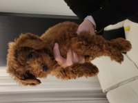 2 Aylık Orjinal Toy poodle büyümeyen koyu kahverengi