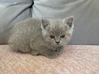 British shorthair dişi erkek yavrularım