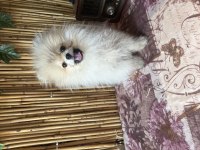 Orjinal pomeranian boo dişi 5 aylık yavru