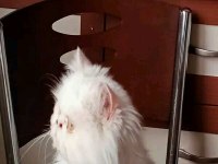 Beyaz İran Persian Dişi