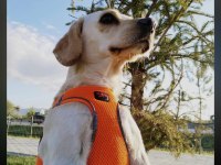 Köpeğimiz 2 kere terk edildi ömürlük yuvasını olun