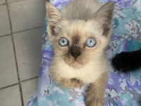 Blue erkek british shorthair oğlumuz