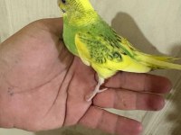 30 GÜNLÜK KONUŞTURMALIK BEBEK MUHABBET KUŞU
