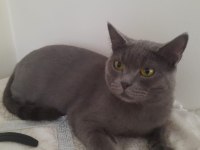 Kedi cinsiyet british