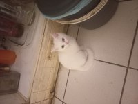Çok tatlı british shorthair beyaz mavi gözlü