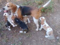 Beagle yavrular