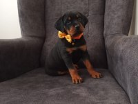 2 aylık dişi rottweiler mükemmel anatomi bayram öncesi ACİL