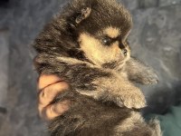 3 aylık pomeranian boo ayı surat