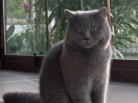 25 şubat doğumlu british shorthair oğlumuz yuvasını aryor