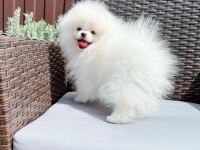 POMERANİAN BOO YAVRULARI