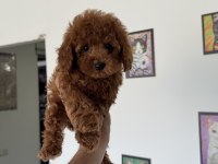 Ankranın en özel redbrown toy poodle yavruları