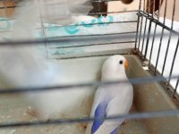 Böyle Renk Muhabbet Kuşu Yok