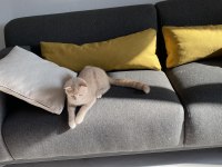 Cream scottish fold cinsi yavrumuza aile arıyoruz.