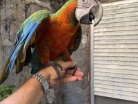 KONUŞAN HİBRİT RUBYGOLD MACAW