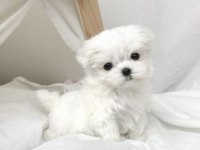 2 AYLIK SIFIR NUMARA KORE MALTESE