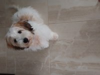 Havanese terrier 5 aylık