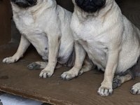 2 adet genç damızlık pug mops dişiler