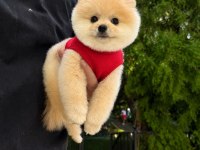 Orjinal Pomeranian Boo yavrumuz moi