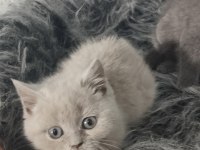Fawn ve blue british shorthair yavrularım hazır