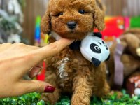 Yavru Anti Alerjik Maltipoo