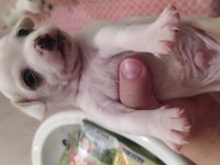 Şvava köpeği yavru