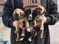 Anne cane corso baba labrador ücretsiz sahiplendirme