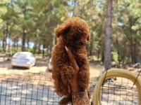 Toy poodle köpeği