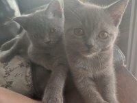 British shorthair yavrularımıza sıcak bir yuva arıyoruz