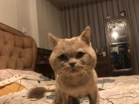 Kedi Sahiplendirme british shorthair