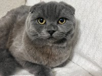 Scottish fold 8 aylık dişi