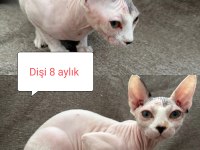 SFENKS YAVRULARI