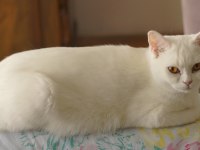 KEDİMİZ SEVGİLİ LİLY İÇİN YUVA ARIYORUZ