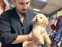 2-3 aylık orjinal golden retriever köpekler