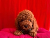 RED BROWN TOY POODLE BEBEKLER