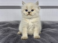 British Longhair (Show Kalite)