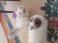 Kedimiz sahibini bekliyor oyuncu sevimli yavrularımız