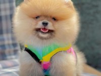 Sevimli Pomeranian Boo Yavrularımız