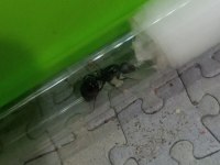 Kraliçe karınca