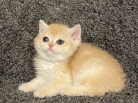 Anne Baba Şecereli Safkan Golden NY12 Dişi British Shorthair