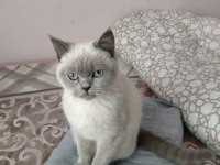 5 aylık blue point british kızım sahiplendirilecek