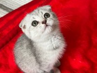 KALİTELİ ANNE VE BABADAN SAFKAN DİŞİ ERKEK BRİTİSH YAVRULAR