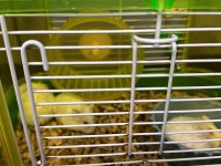 Gonzales hamster