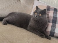 British shorthair acil ömürlük yuva