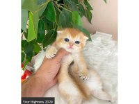 Golden Scottish Fold Yavrular