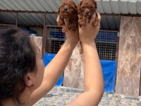 Kore red dark Poodle yavrularımız