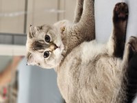 KEDİMİZ HERA İÇİN YUVA ARIYORUZ.