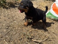Dişi Rottweiler Köpeği