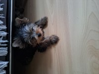 Micro boy yorkshire terrier bebekler