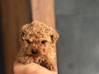 Kore Poodle Yavru Köpeklerimiz