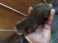 Doberman yavrular